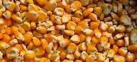 Natural Yellow Maize Makka Corn Grain