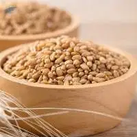Premium Export Grade Golden Brown Wheat