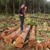 Premium Vertical A Grade Thai Gold Teak Wood