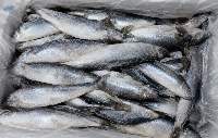 Frozen Fish Pacific Herring S 200-300mm