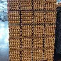 Fresh Eggs