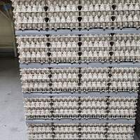 Fresh Chicken Eggs for Wholesale Supply In Bulk