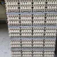 Fresh Chicken Eggs for Wholesale Supply In Bulk