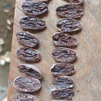 Cocoa Beans