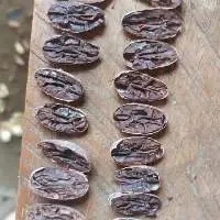 Cocoa Beans