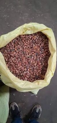 Cocoa Beans