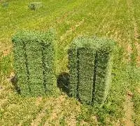 Egyptian Alfalfa Hay for Export