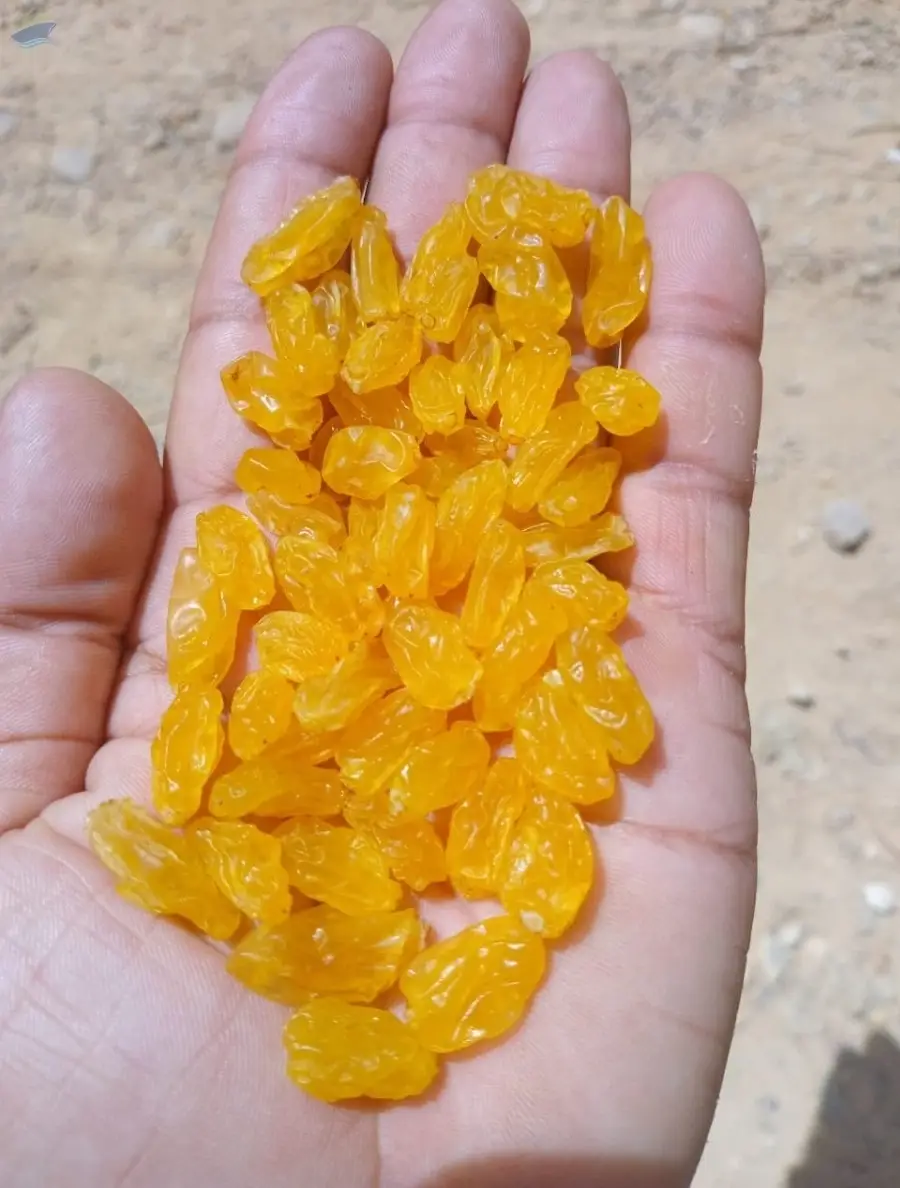 Premium Egyptian Golden Raisins