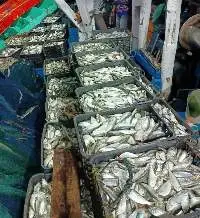 Mackerel Scad / Flying Fish
