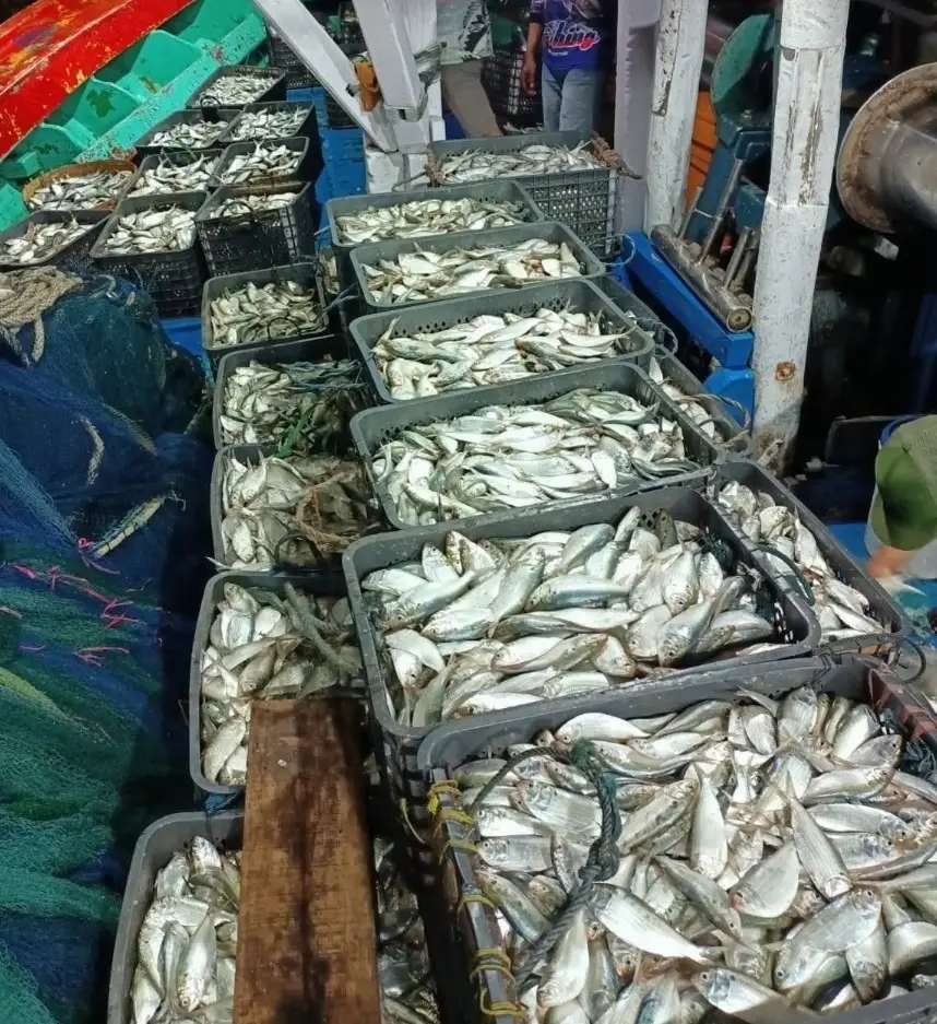 Mackerel Scad / Flying Fish