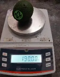 Avocado