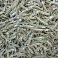 Anchovy Fish