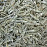 Anchovy Fish
