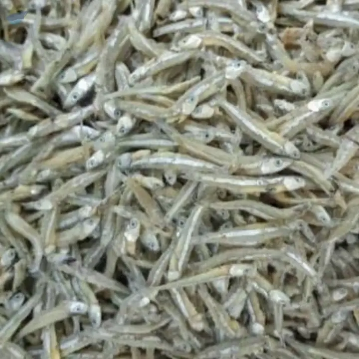 Anchovy Fish