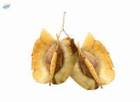 Premium Amaltas Dry Extract Export Quality