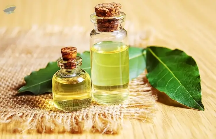 Premium Bay Leaf Oil Export Quality