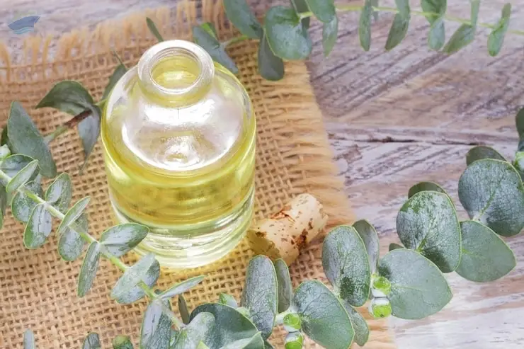 Premium Natural Eucalyptus Essential Oil