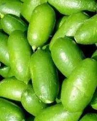 Assam Kazi Lemon