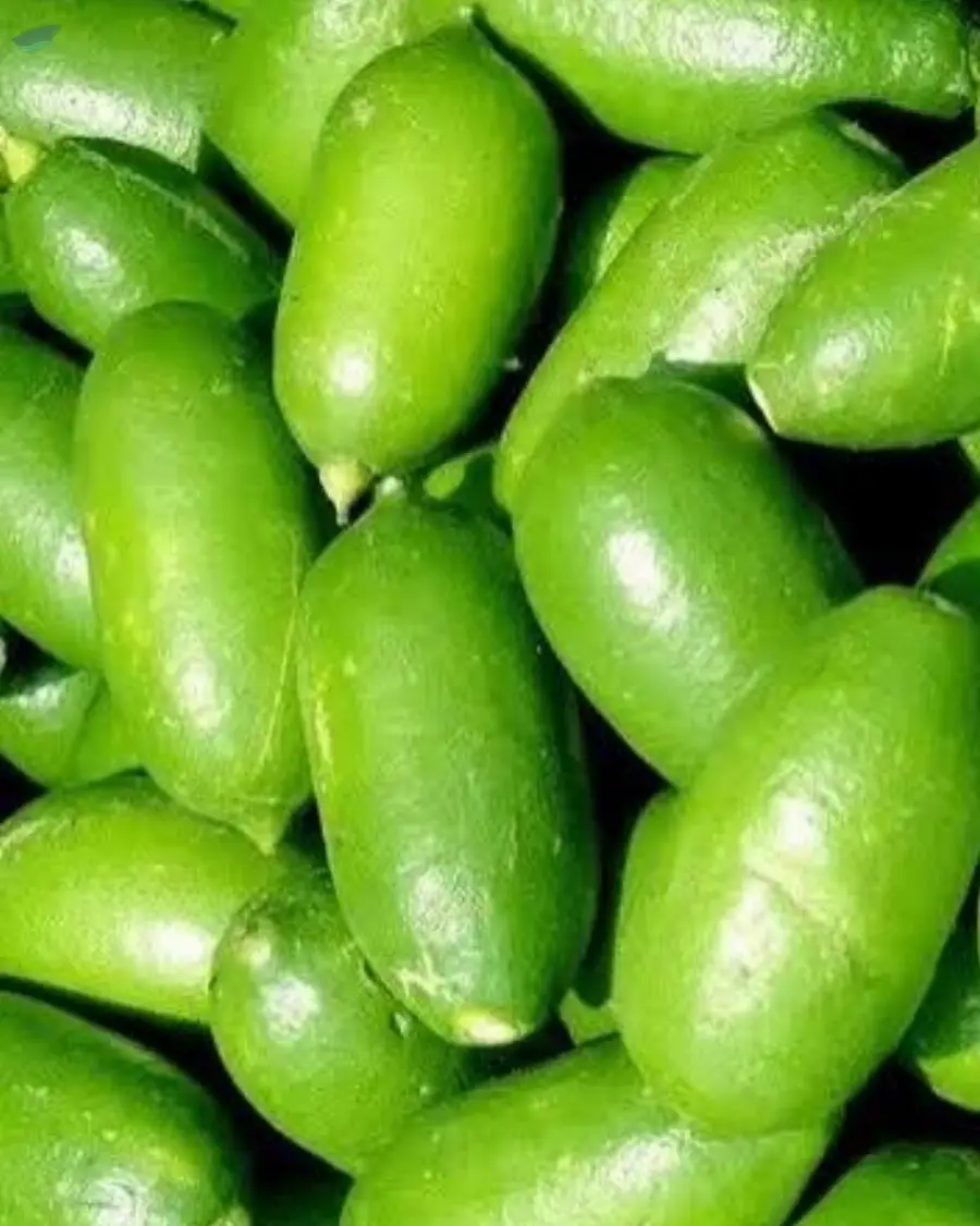 Assam Kazi Lemon