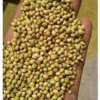 Organic Whole Cumin Seeds Jeera For Cooking