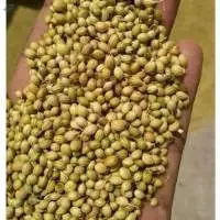 Organic Whole Cumin Seeds Jeera For Cooking