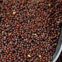 Export Premium Quality Mustard Seeds Natural