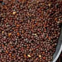 Export Premium Quality Mustard Seeds Natural