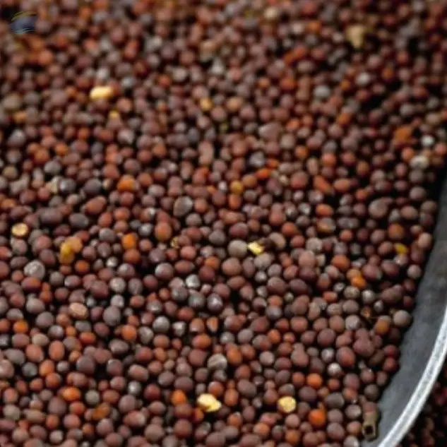 Export Premium Quality Mustard Seeds Natural