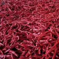 Premium Quality Chilli Whole S17 Red Hot Spice
