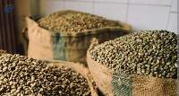Robusta Coffee Beans