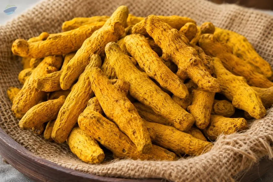 Export Quality Turmeric Finger