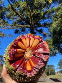 Brazilian Pine Seed