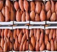 Sweet Potatoes