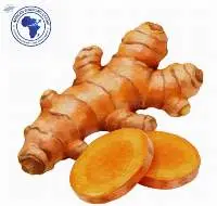 Fresh Turmeric Rhizomes (Curcuma Longa)
