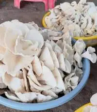 Oyster Mushroom
