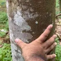 Agarwood Tree