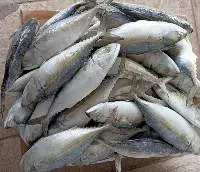 Indian Mackerel