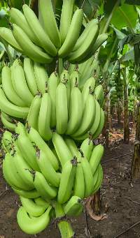 Banana