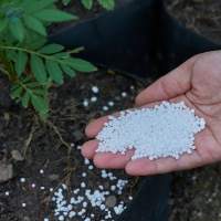 Urea