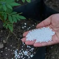Urea
