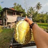Durian Montong