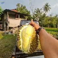 Durian Montong