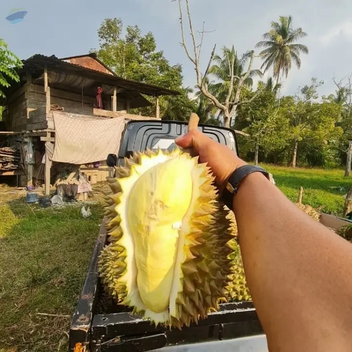 Durian Montong