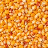 Yellow Maize (Corn)