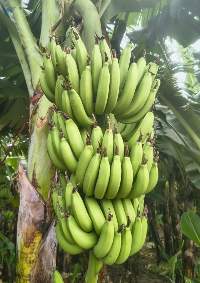 Premium Grade Fresh Cavendish G9 Banana