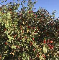 Wild Harvested Rosehip (Rosa Canina)