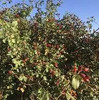 Wild Harvested Rosehip (Rosa Canina)