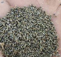 Ammi Visnaga Seeds (Khella)