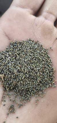Ammi Visnaga Seeds - Bulk Khella Export