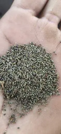 Ammi Visnaga Seeds - Bulk Khella Export
